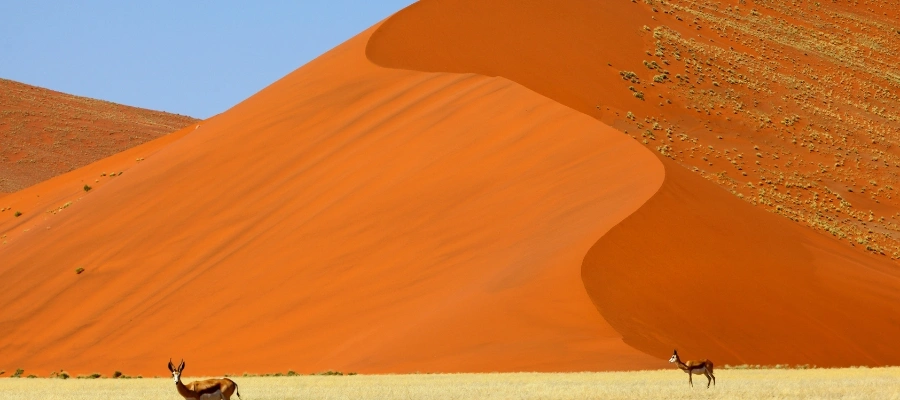 dune désert du namib