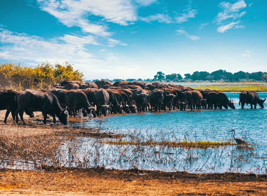 Safari en bateau sur la rivière Chobe