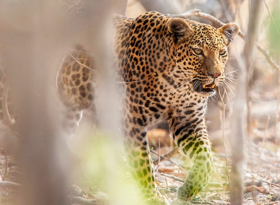 Safari exclusif dans la réserve de Moremi
