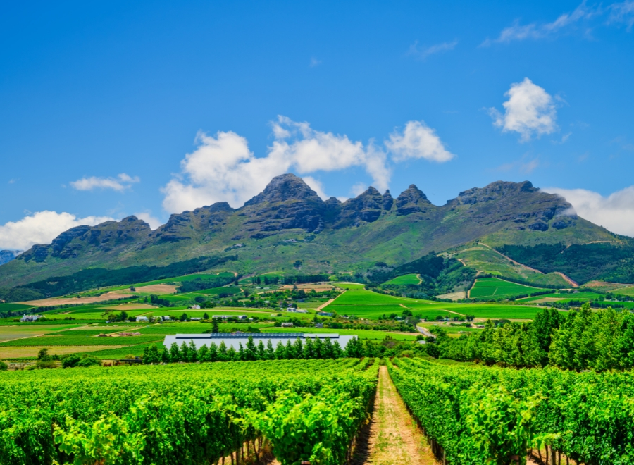 Stellenbosch et Franschhoek, escapade œnologique et gastronomique