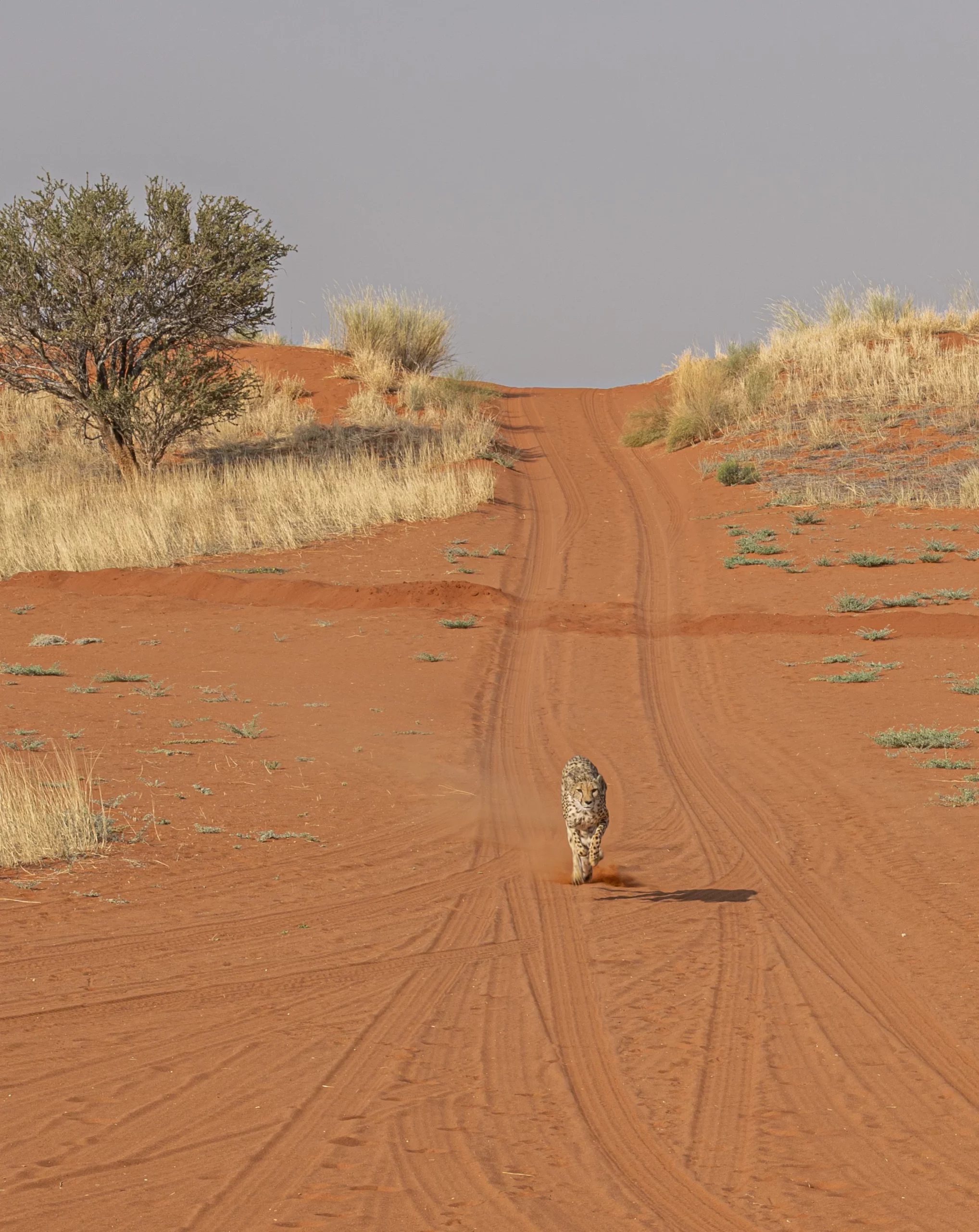faune sauvage désert du namib