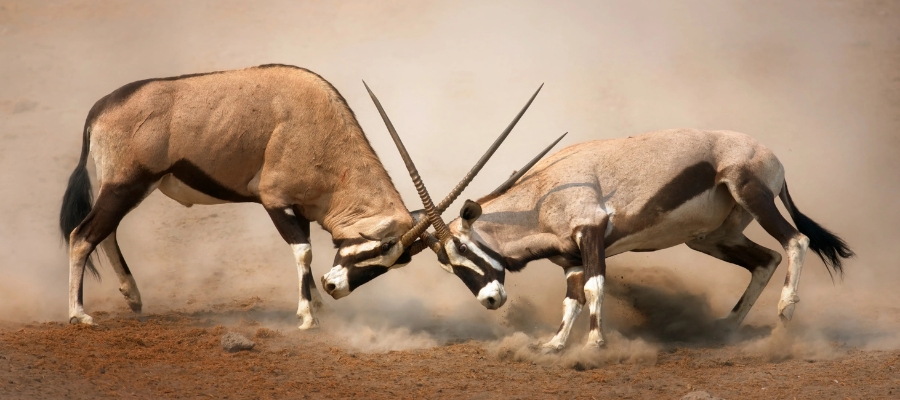 Deux oryx s'affrontent dans un duel spectaculaire sur un terrain poussiéreux en Namibie. Leurs corps puissants se penchent avec tension, capturant un moment intense de rivalité et de force.