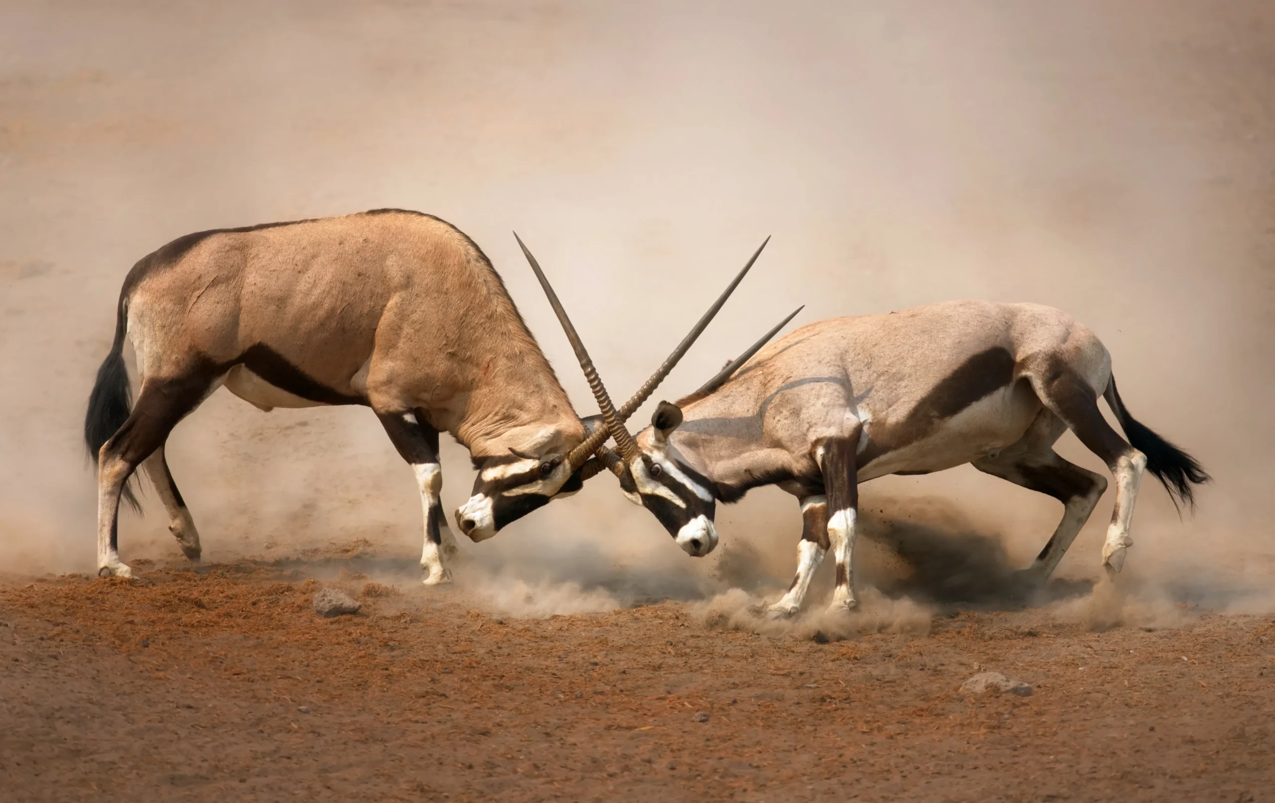 jour 10 itinéraire en namibie