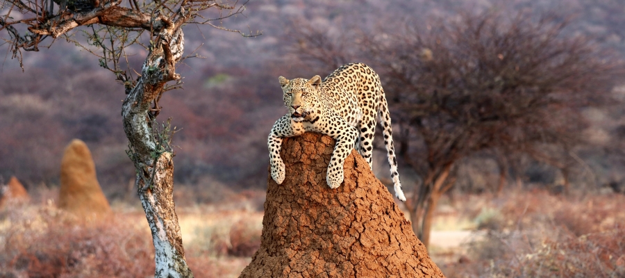 Un léopard se prélassant au sommet d'une termitière dans une savane aride en Namibie, entouré d'arbres clairsemés et d'herbes, offrant une scène sauvage sereine et majestueuse.