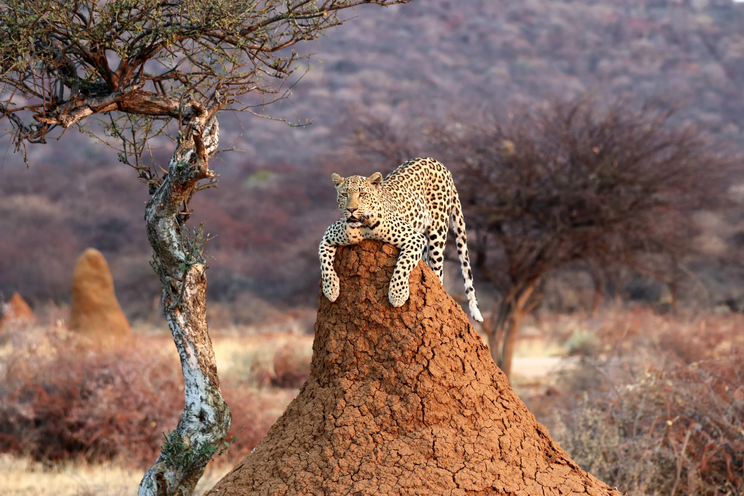 jour 11 itinéraire en namibie