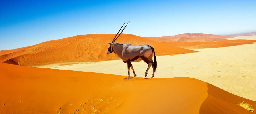 Un oryx se tient gracieusement sur une dune de sable orange vif sous un ciel bleu clair en Namibie, entouré d'un vaste paysage désertique et de dunes lointaines, inspirant la tranquillité.