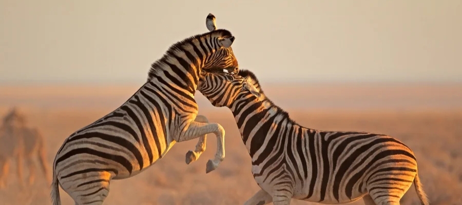 Deux zèbres jouent ensemble dans une savane ensoleillée en Namibie. L'un se dresse sur ses pattes arrière tandis que l'autre lui fait face, sur fond doré et chaleureux.