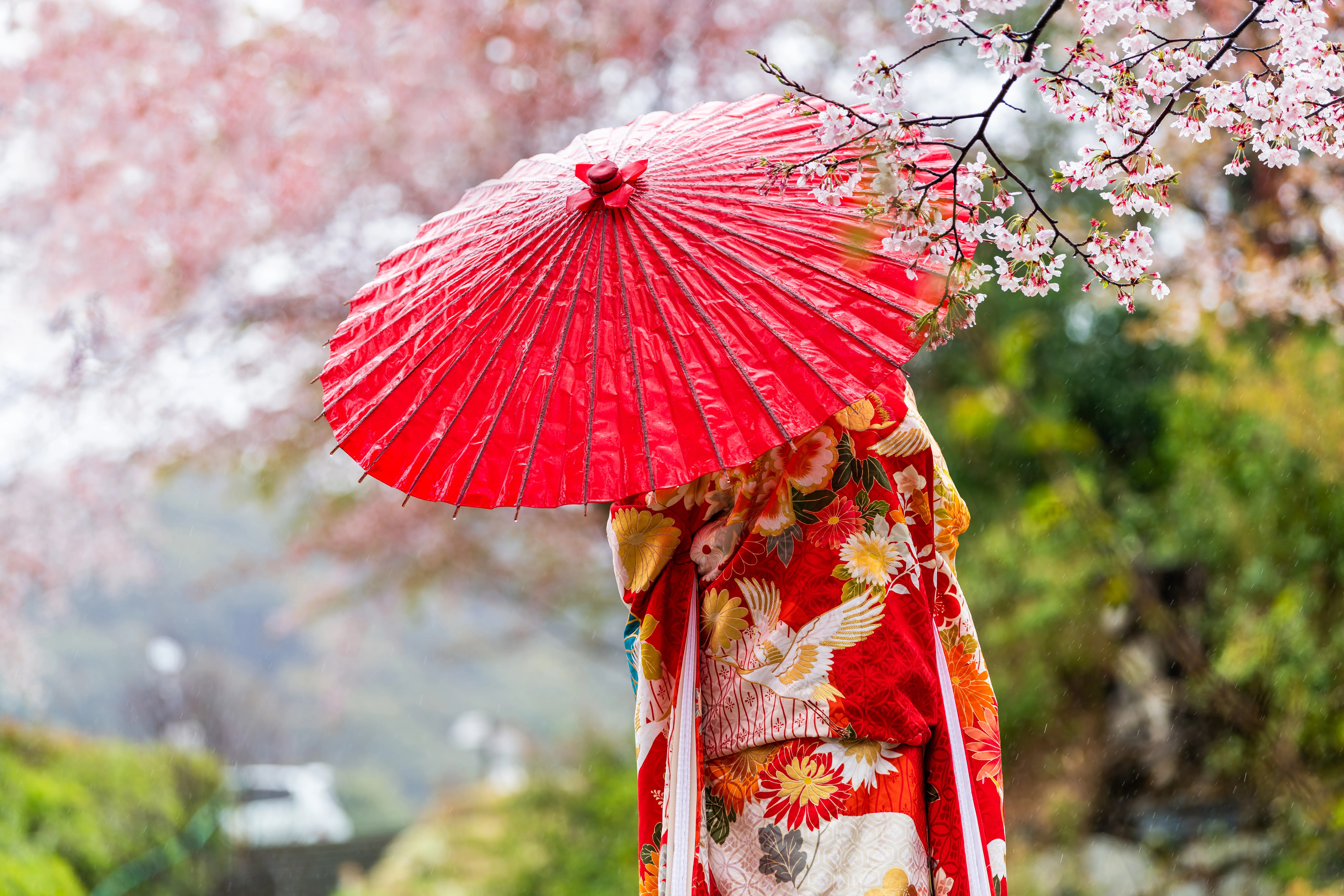 Une personne vêtue d'un kimono traditionnel japonais tient un parapluie en papier rouge sous des cerisiers en fleurs, capturant l'essence d'un voyage sur mesure au Japon.