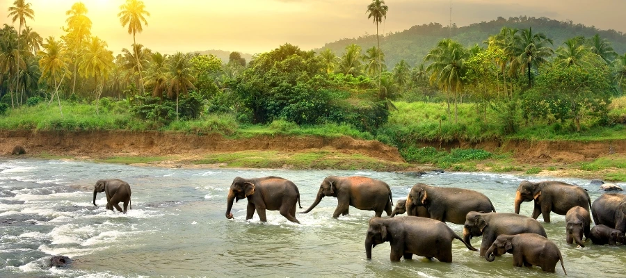 Jour 3 – Negombo - Randeniya - Habarana