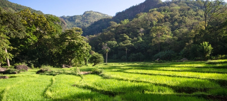 plantation à madulkelle