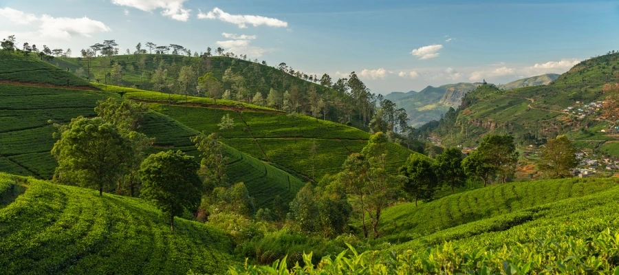 plantation de thé vert sri lanka