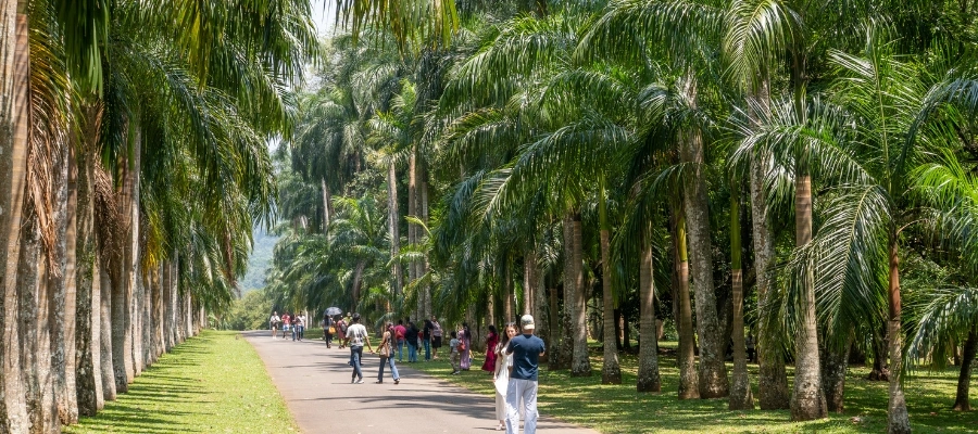 jardins de Peradeniya sri lanka