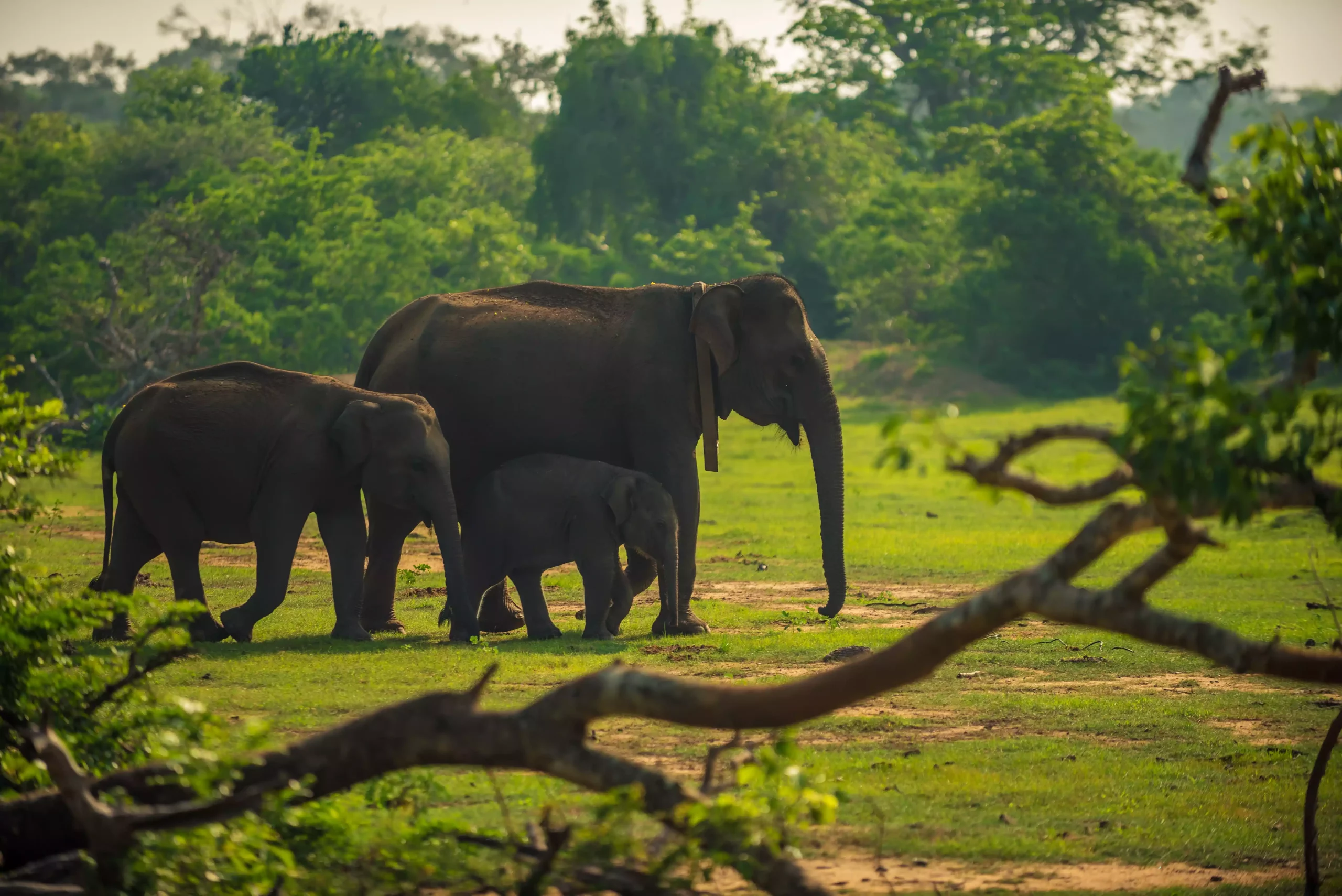 elephants sri lanka