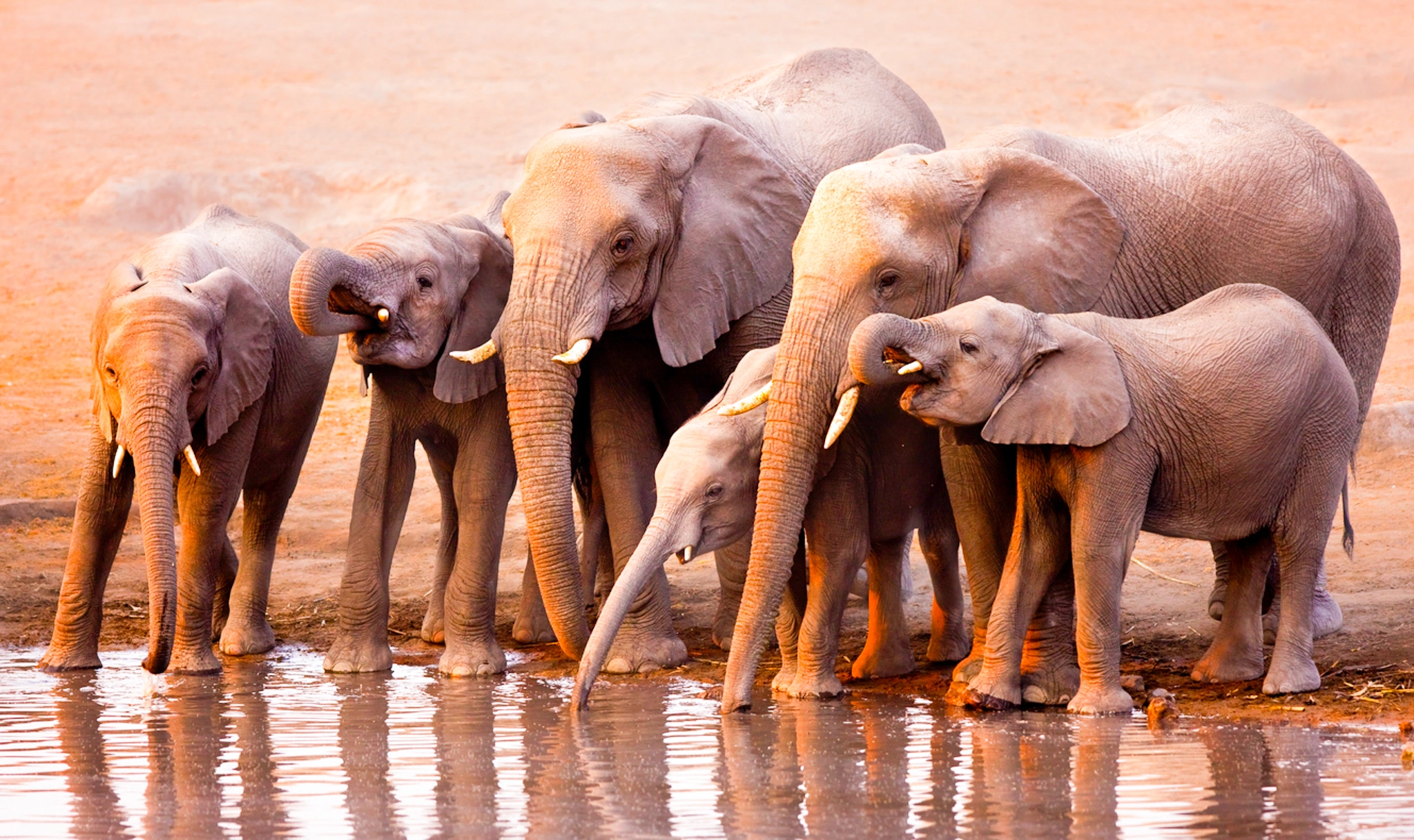 Éléphants-page-namibie