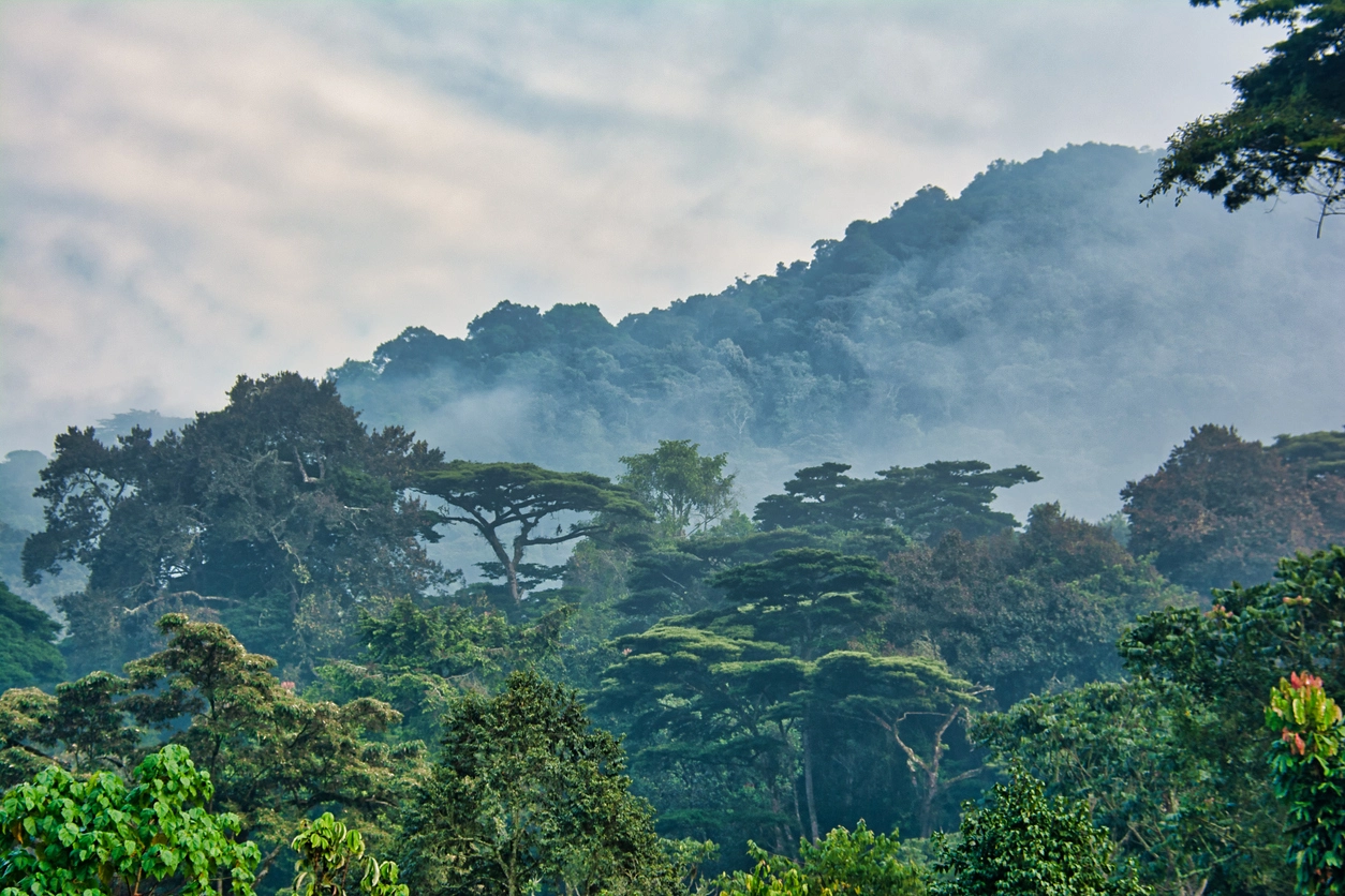 Montagnes embrumées et vallées d’Ouganda