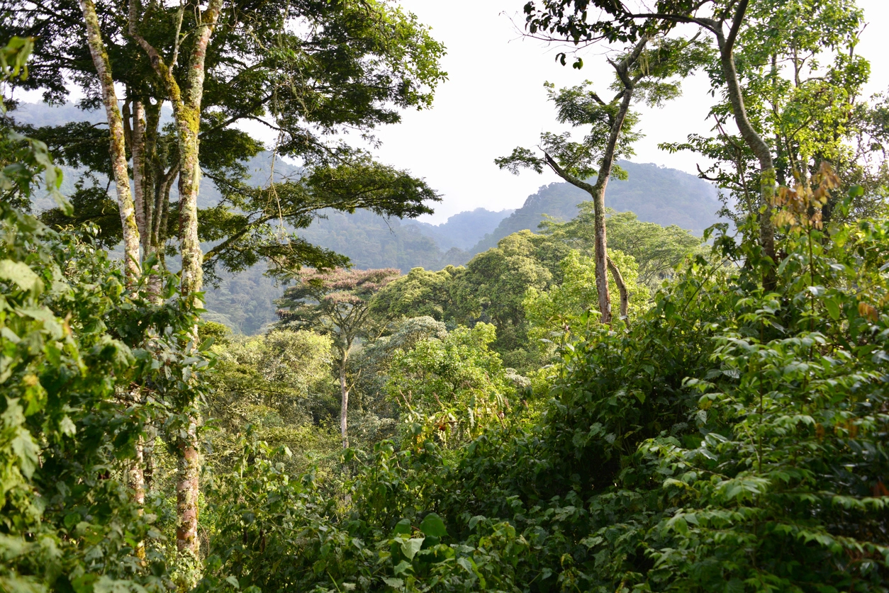 Jungle épaisse et mousses d’altitude à Bwindi