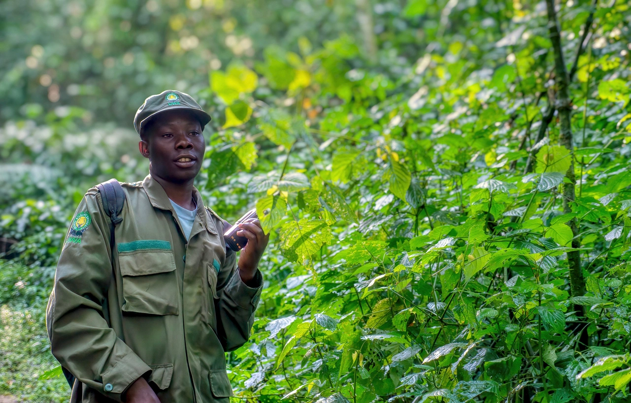 Guide professionnel du parc de Bwindi