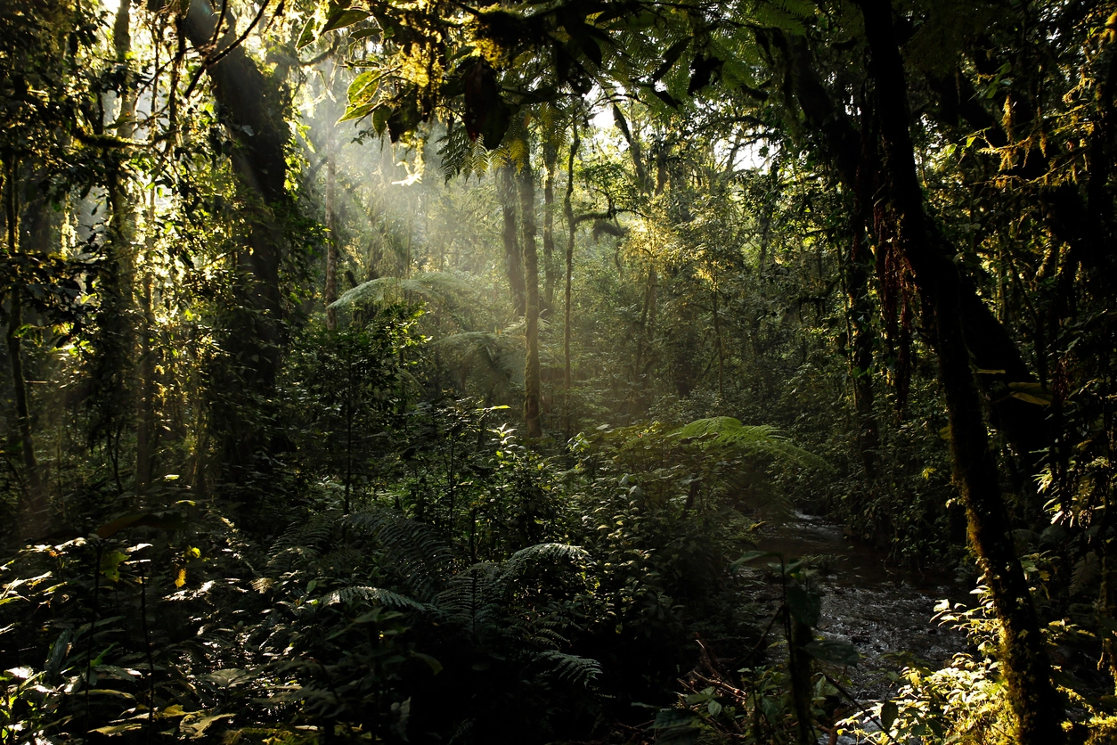 Panorama de la forêt dense de Bwindi