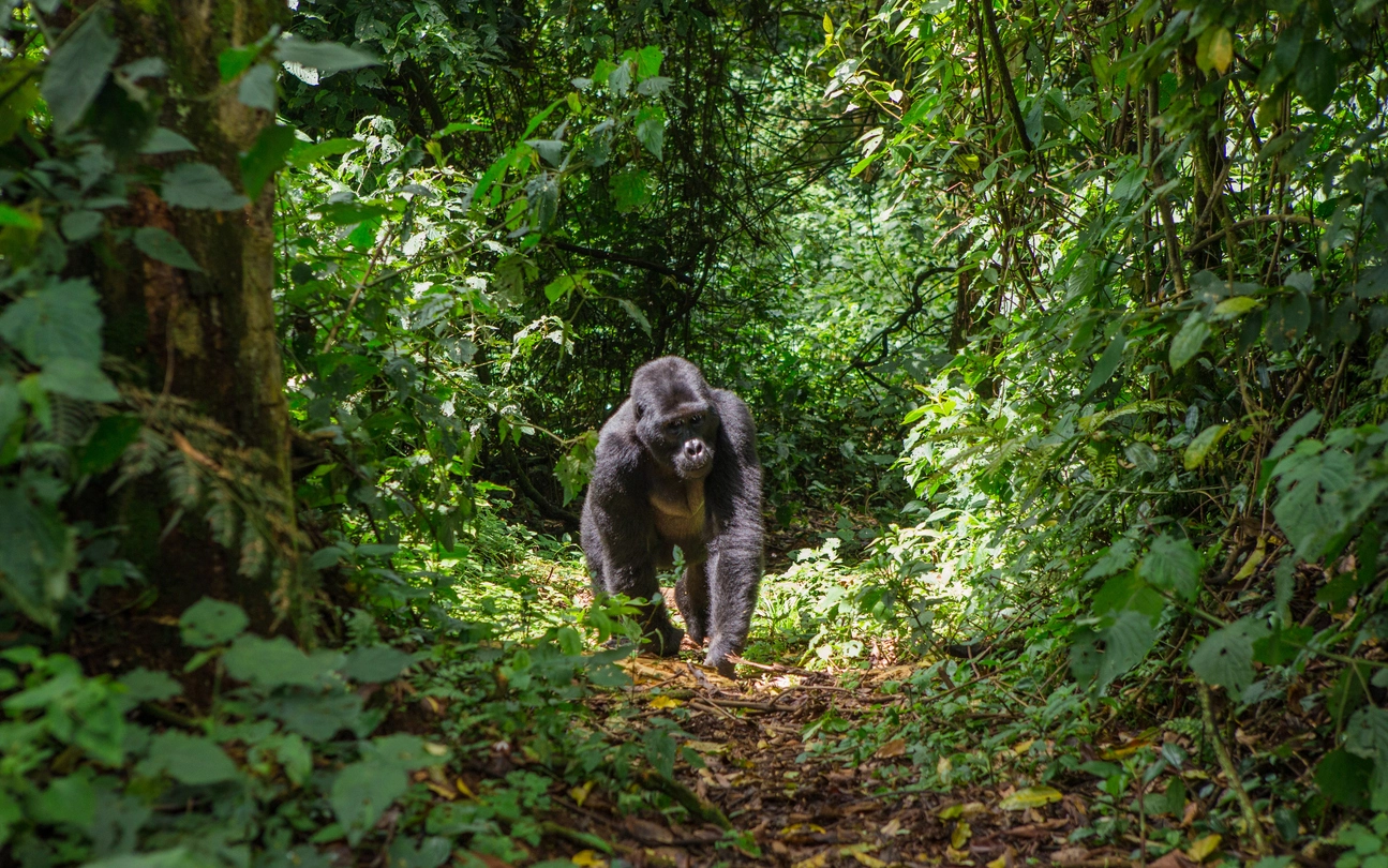 Gorille des montagnes dans son habitat naturel à Bwindi