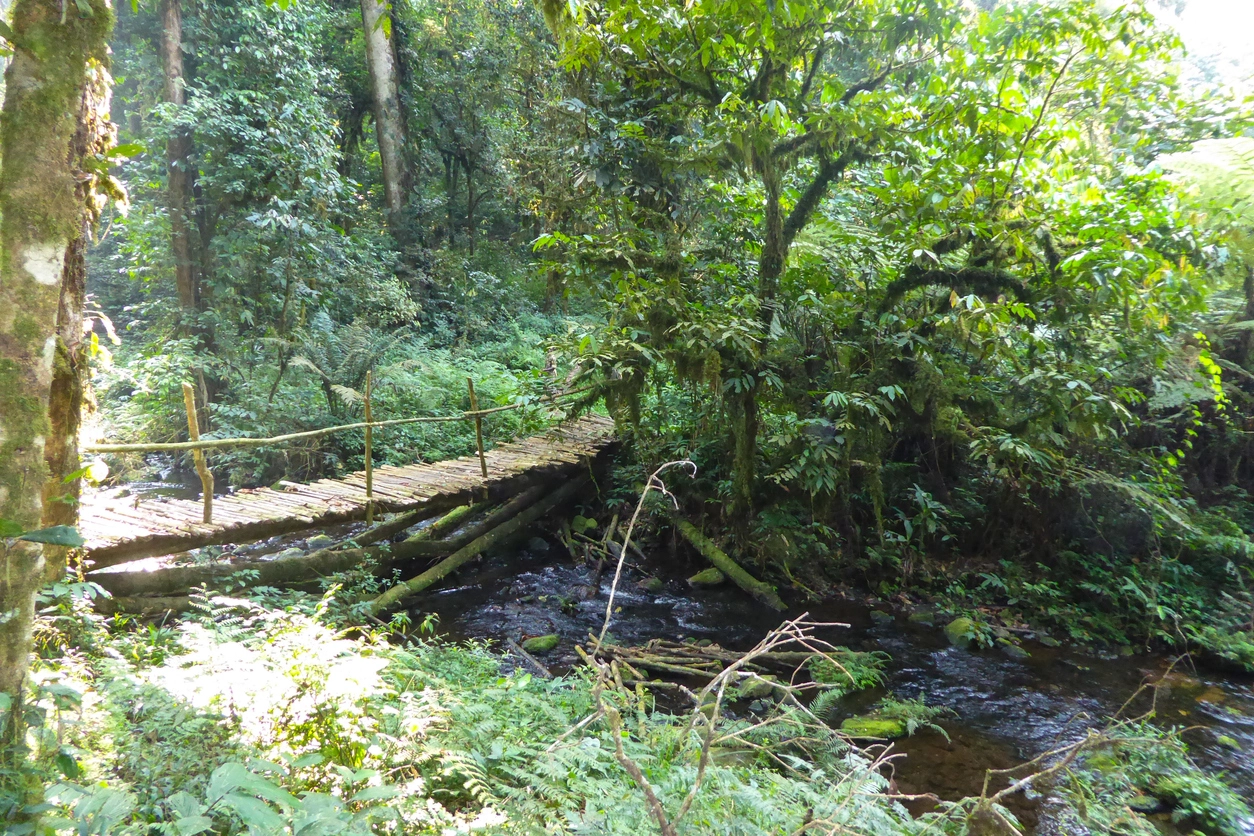 Rivière claire au cœur de la jungle de Bwindi