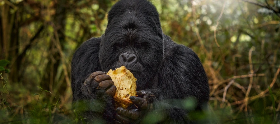 itinéraire essentiel Ouganda 6j