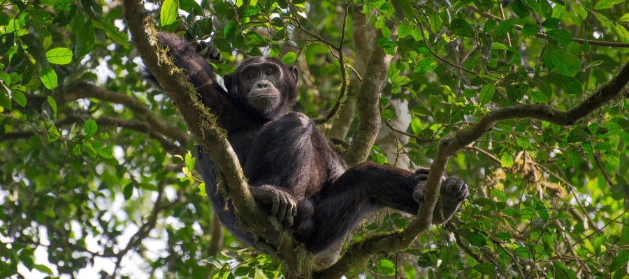 itinéraire essentiel Ouganda 6j-1