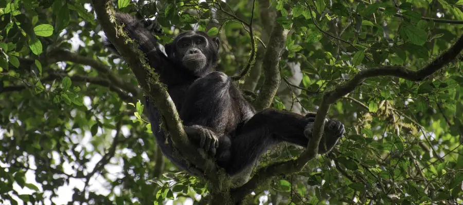 Essentiel Ouganda 2 31