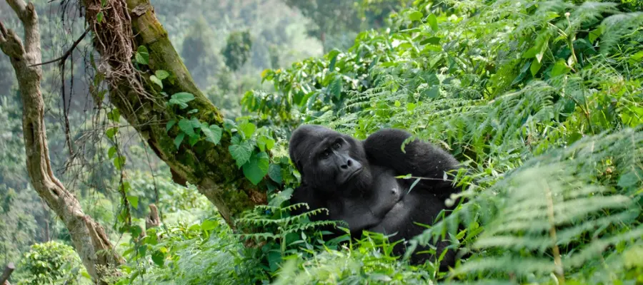 Essentiel Ouganda 4 33