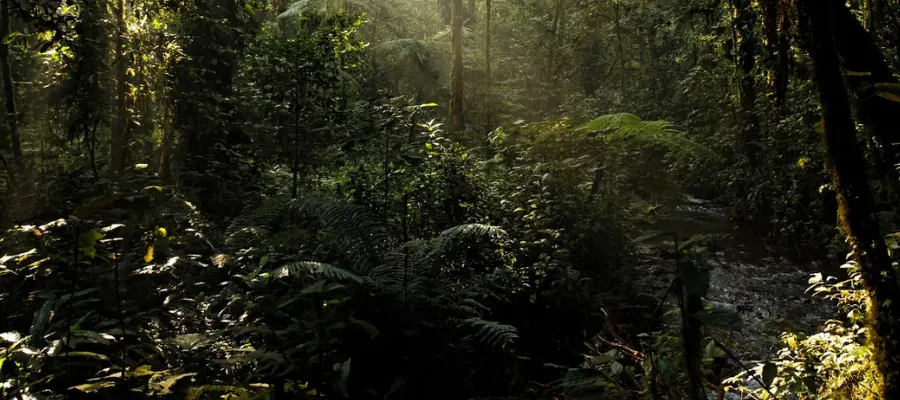 Essentiel Ouganda 1 34