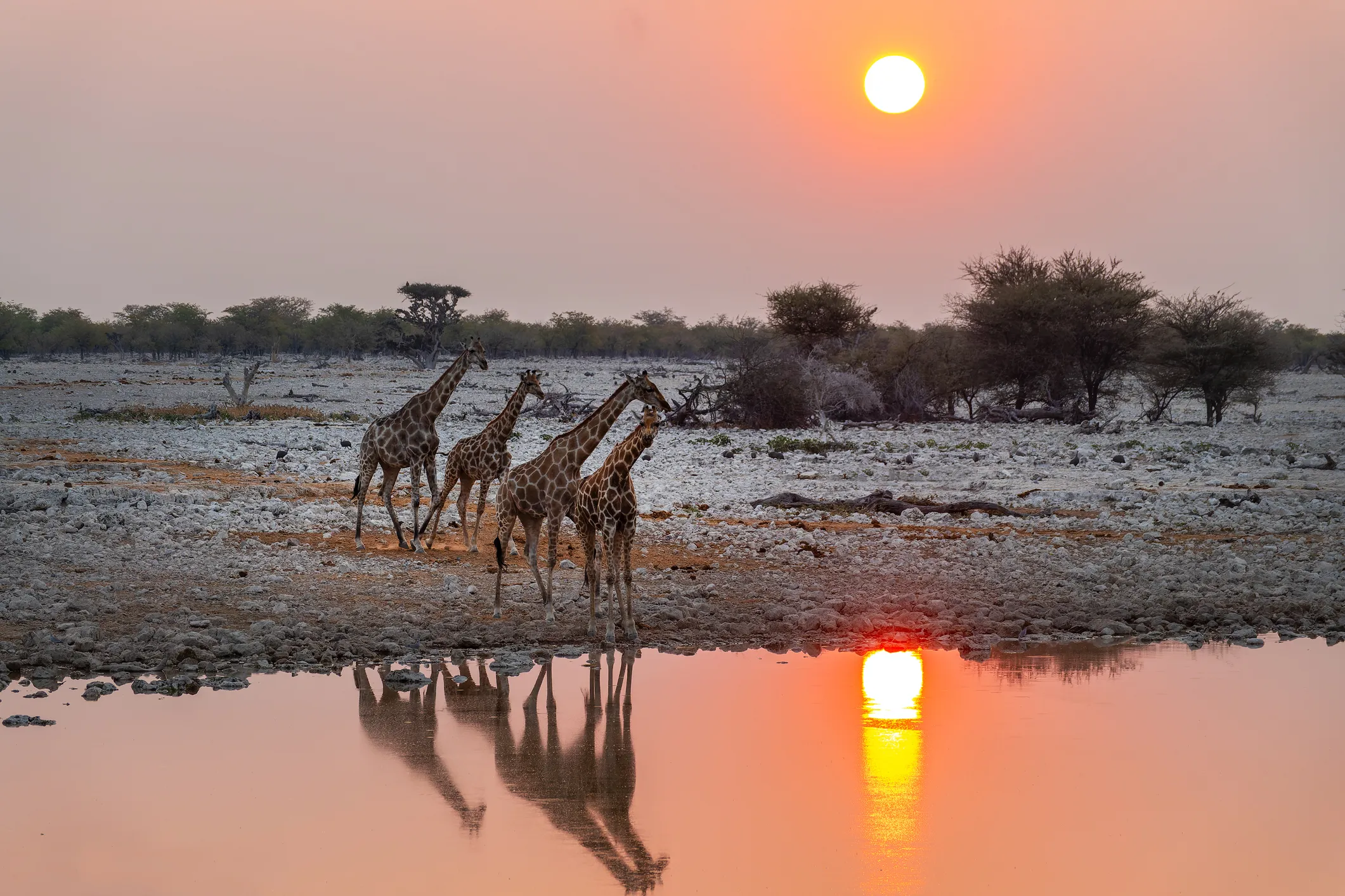 girafes au parc national d'etpsha en namibie