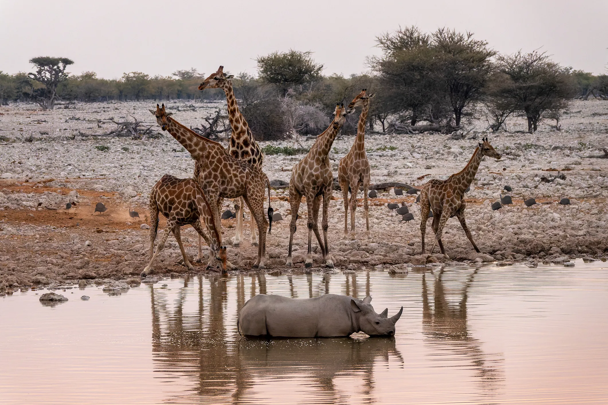 girafes et rhinocéroce au parc national d'etpsha en namibie
