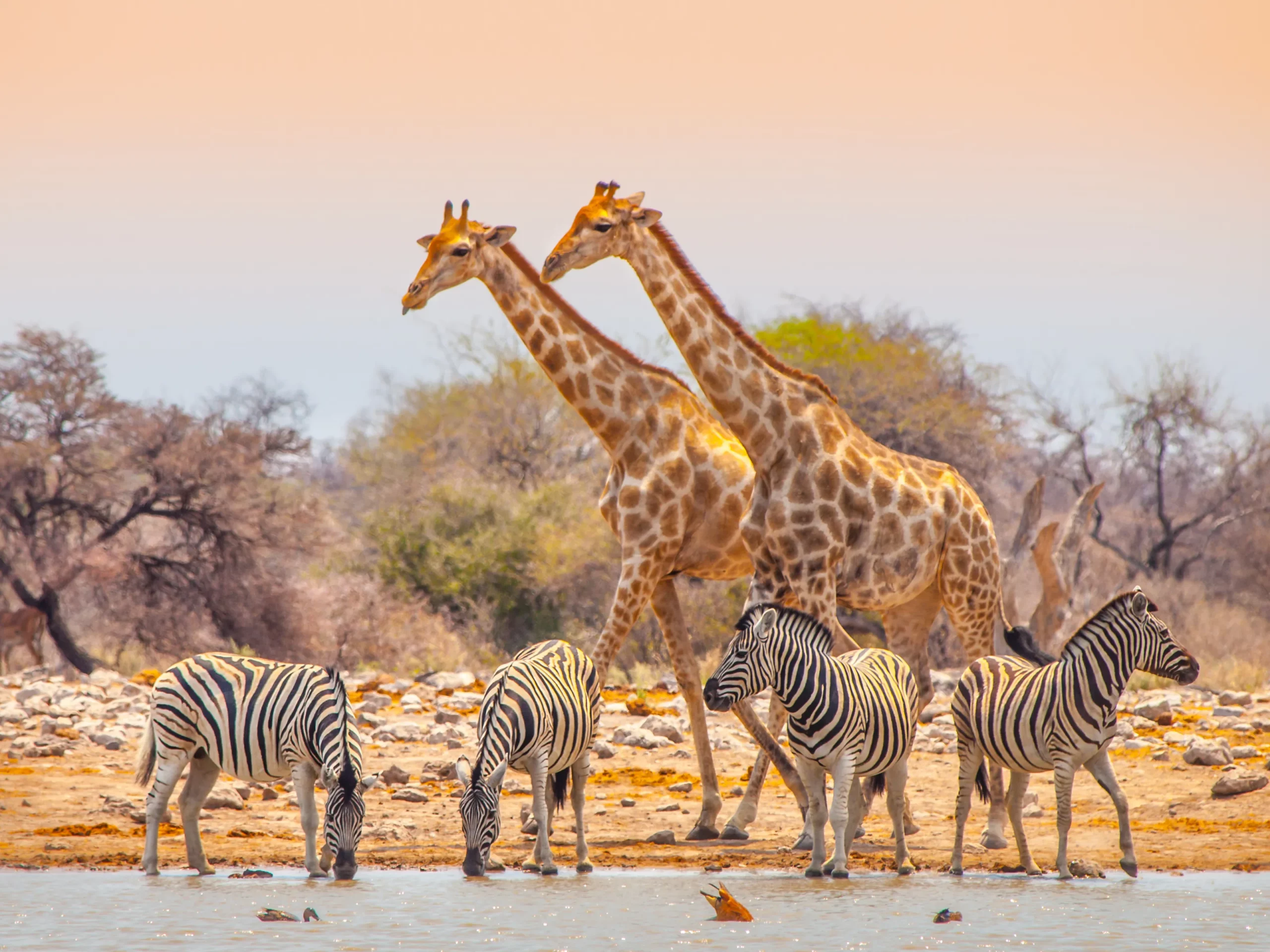 girafes et zèbres au parc national d'etpsha en namibie