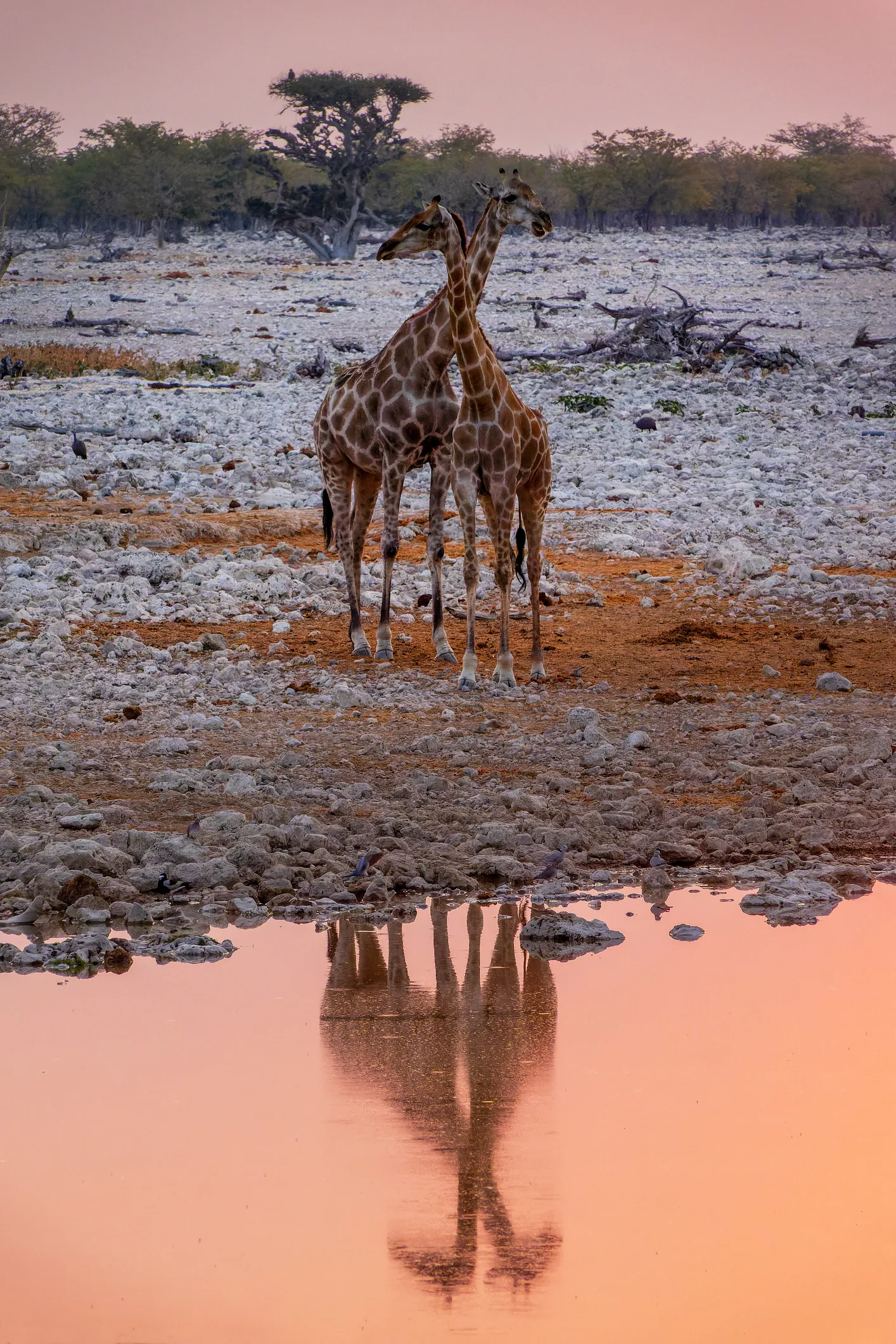 deux girafes au parc national d'etpsha en namibie