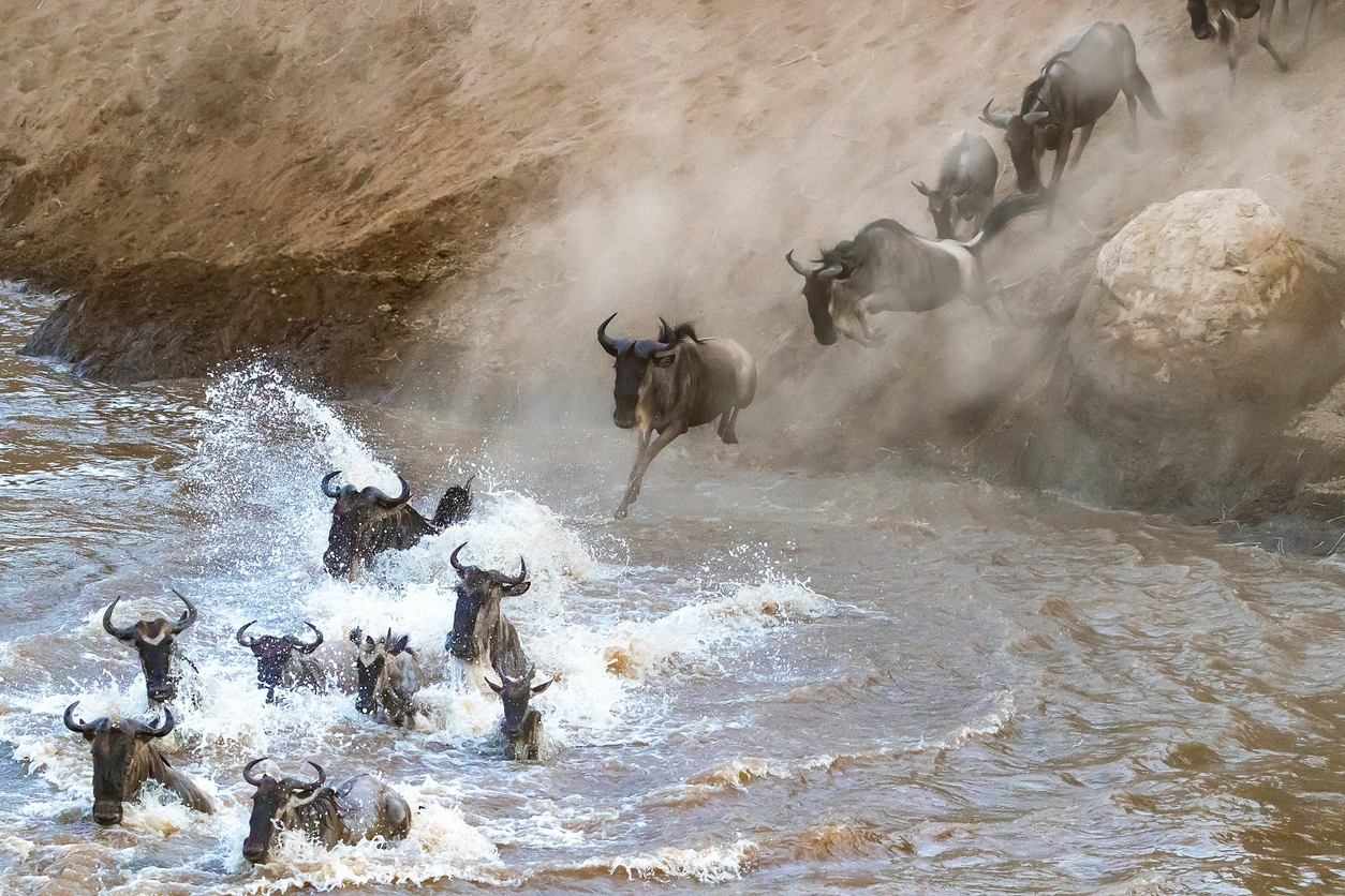 Jour 5 Tanzanie sauvage