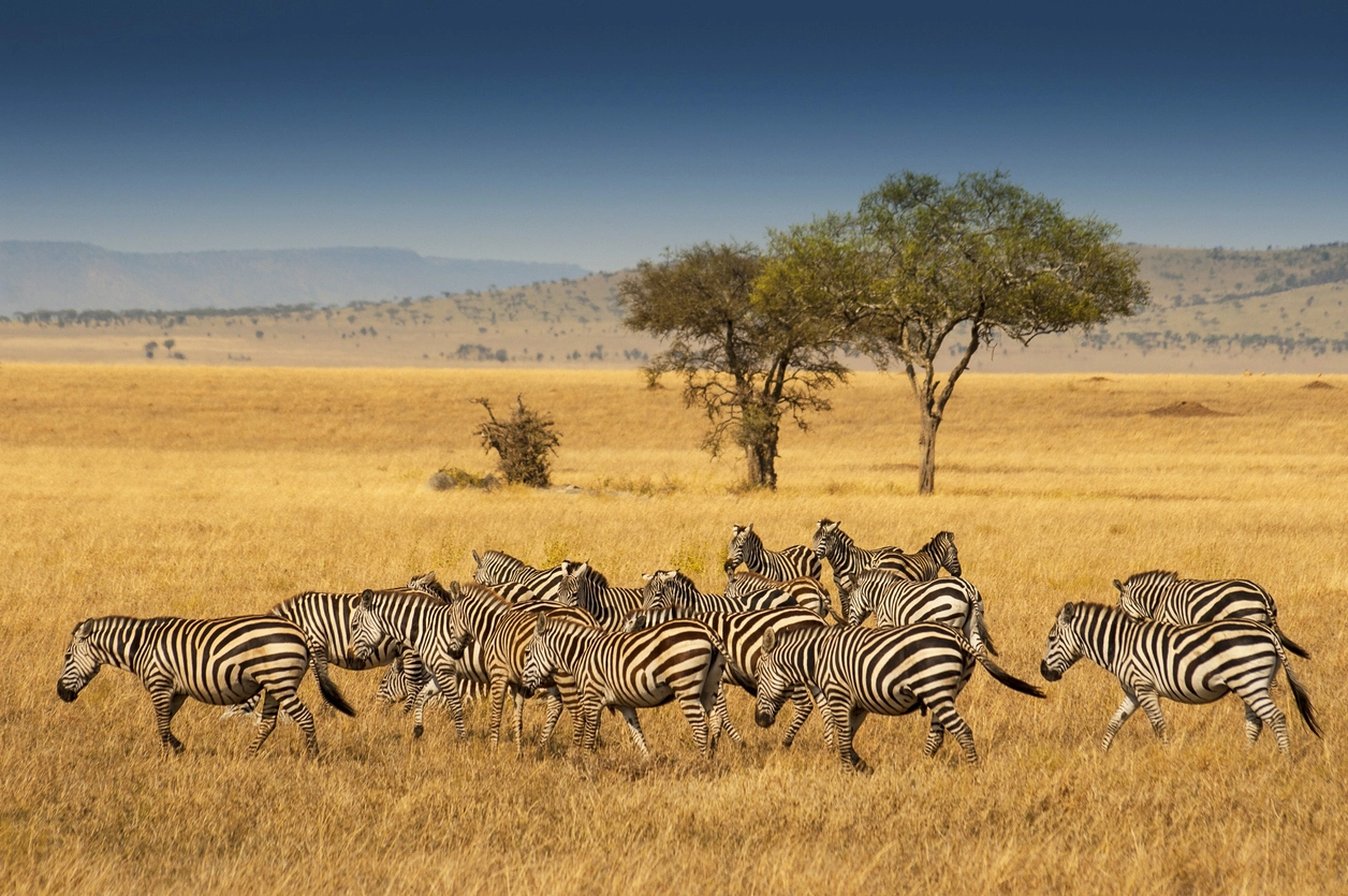 Jour 2 safari en Tanzanie