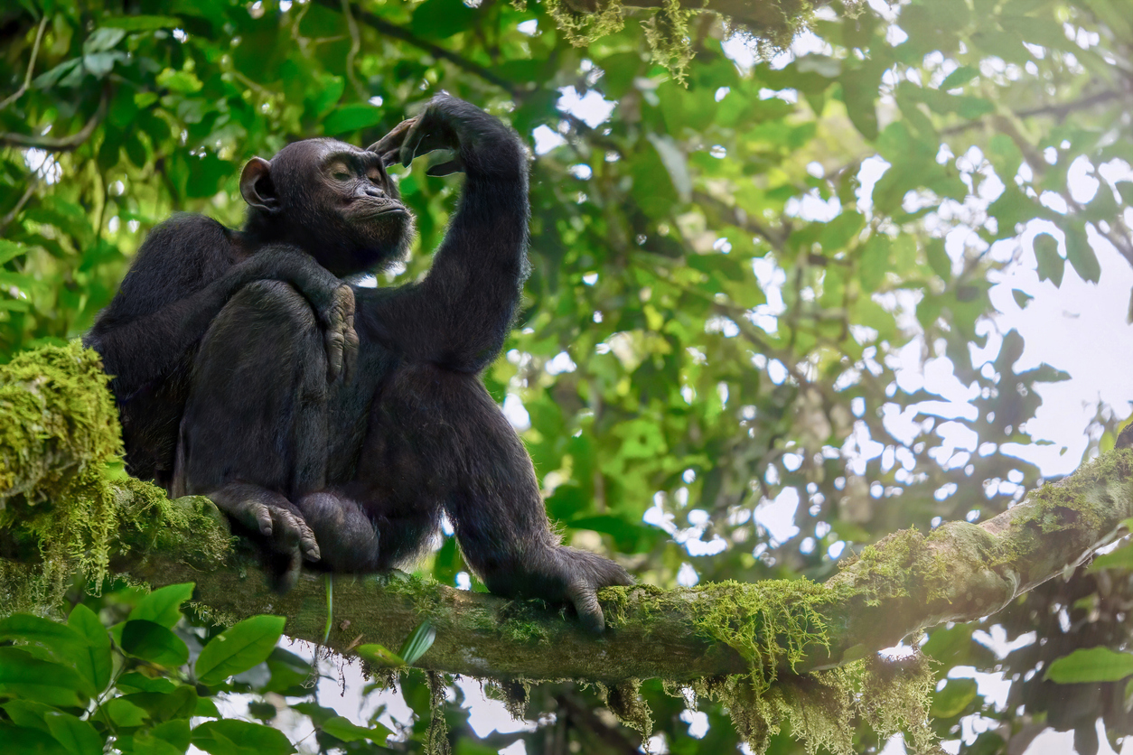 Low angle view of a solitary wild male chimpanzee (Pan troglodytes) sitting on a tree branch, surrounded by leaves and moss, in its natural forest habitat in Uganda. The chimp has a serious facial expression and appears contemplative.