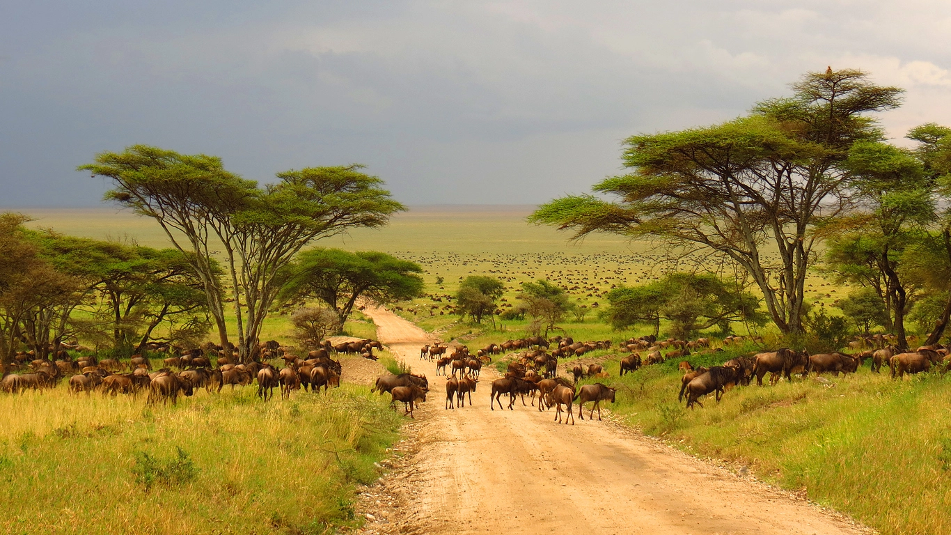 Jour 6 safari en Tanzanie