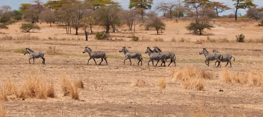 itinéraire Safari en Tanzanie