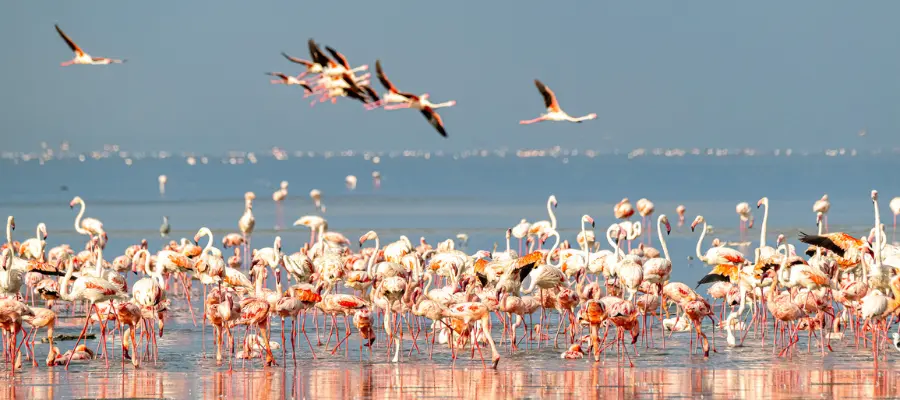itinéraire Safari en Tanzanie