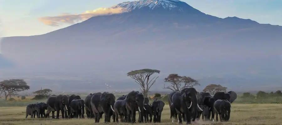 itinéraire Safari en Tanzanie