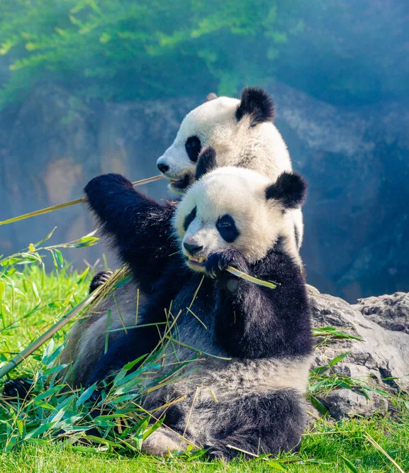 PANDA_JAPON-e1763377346771