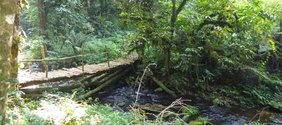L'Ouganda en famille 2 Pont forêt de bwindi