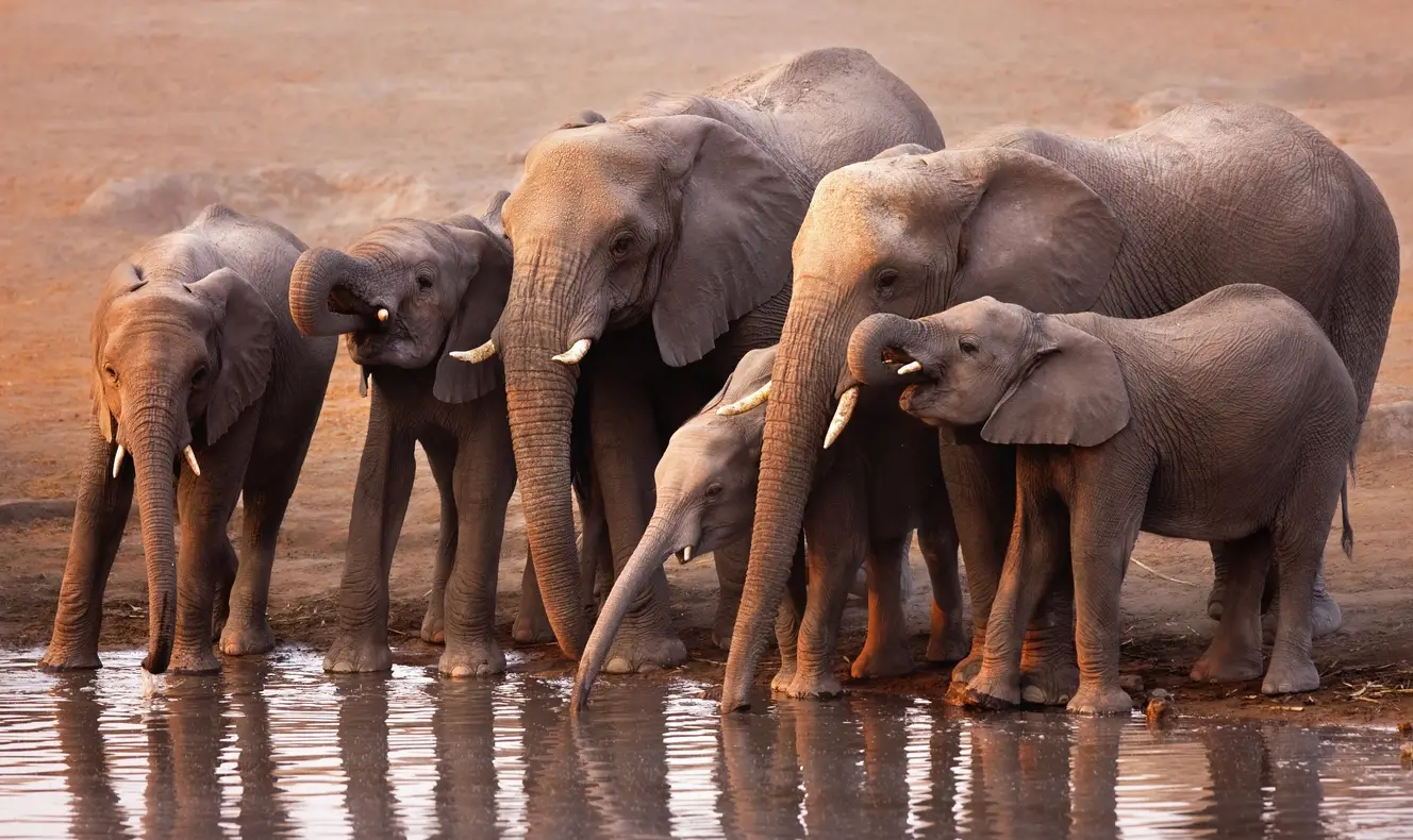 elephants_webp_q70
