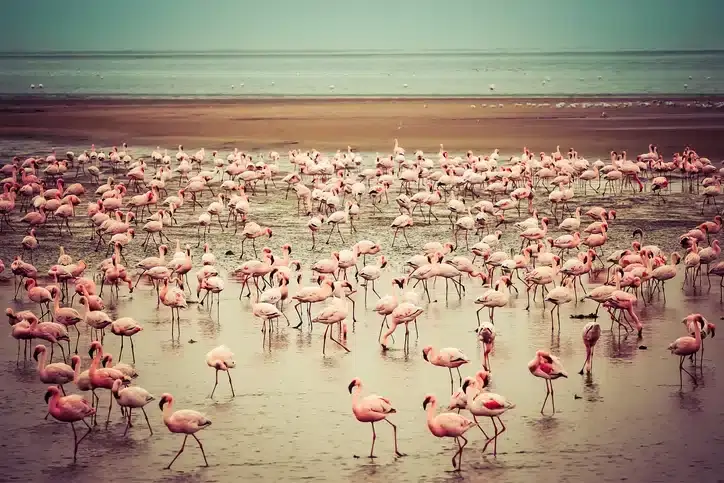 Flamants roses
