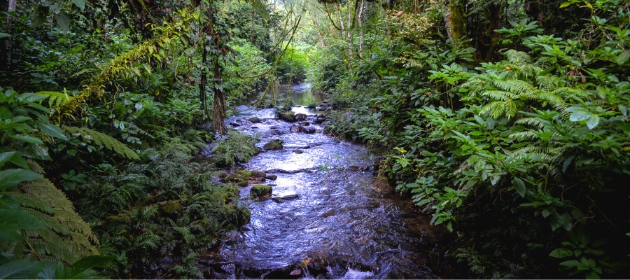 L'Ouganda en famille 1 rivière forêt de bwindi