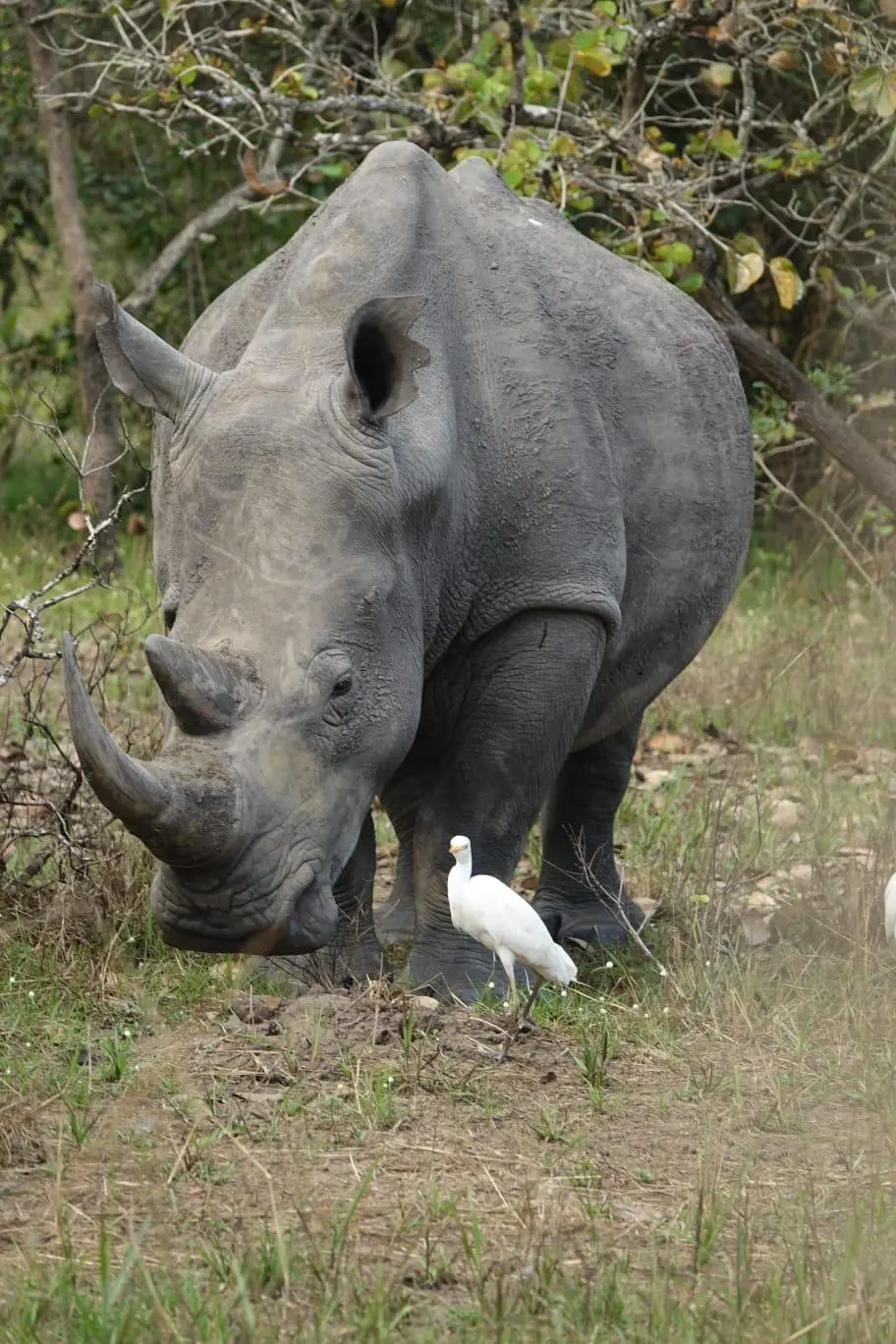RHINO ZIWA