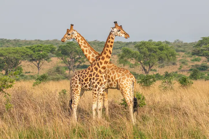 girafe ouganda
