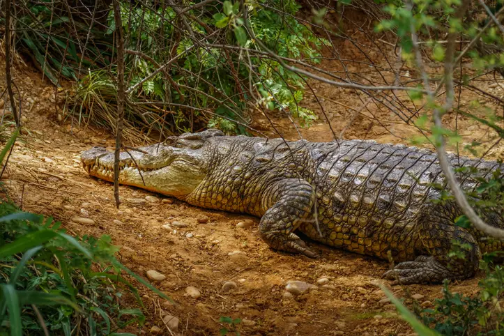 crocodile ouganda