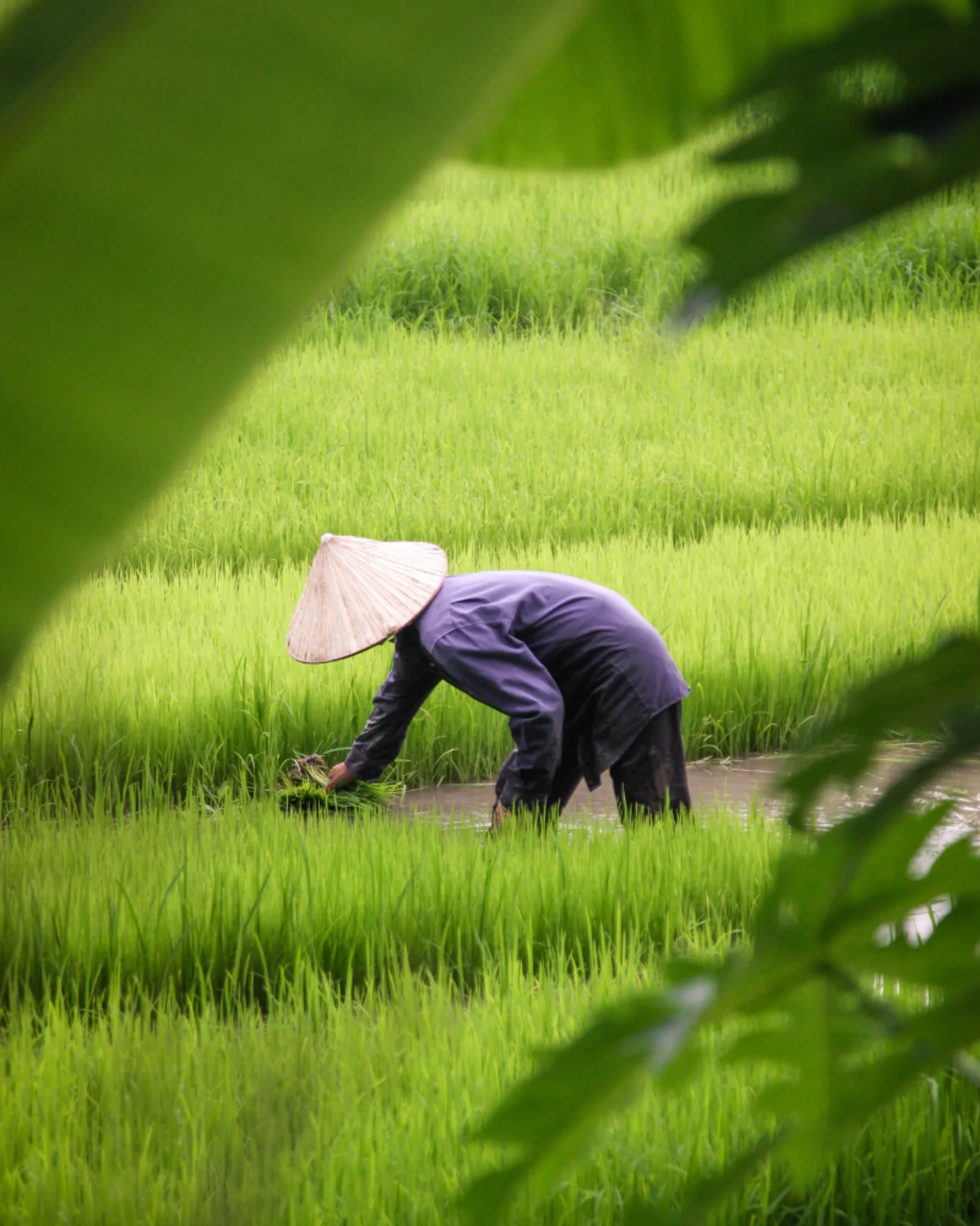 rizière Vietnam voyage sur mesure