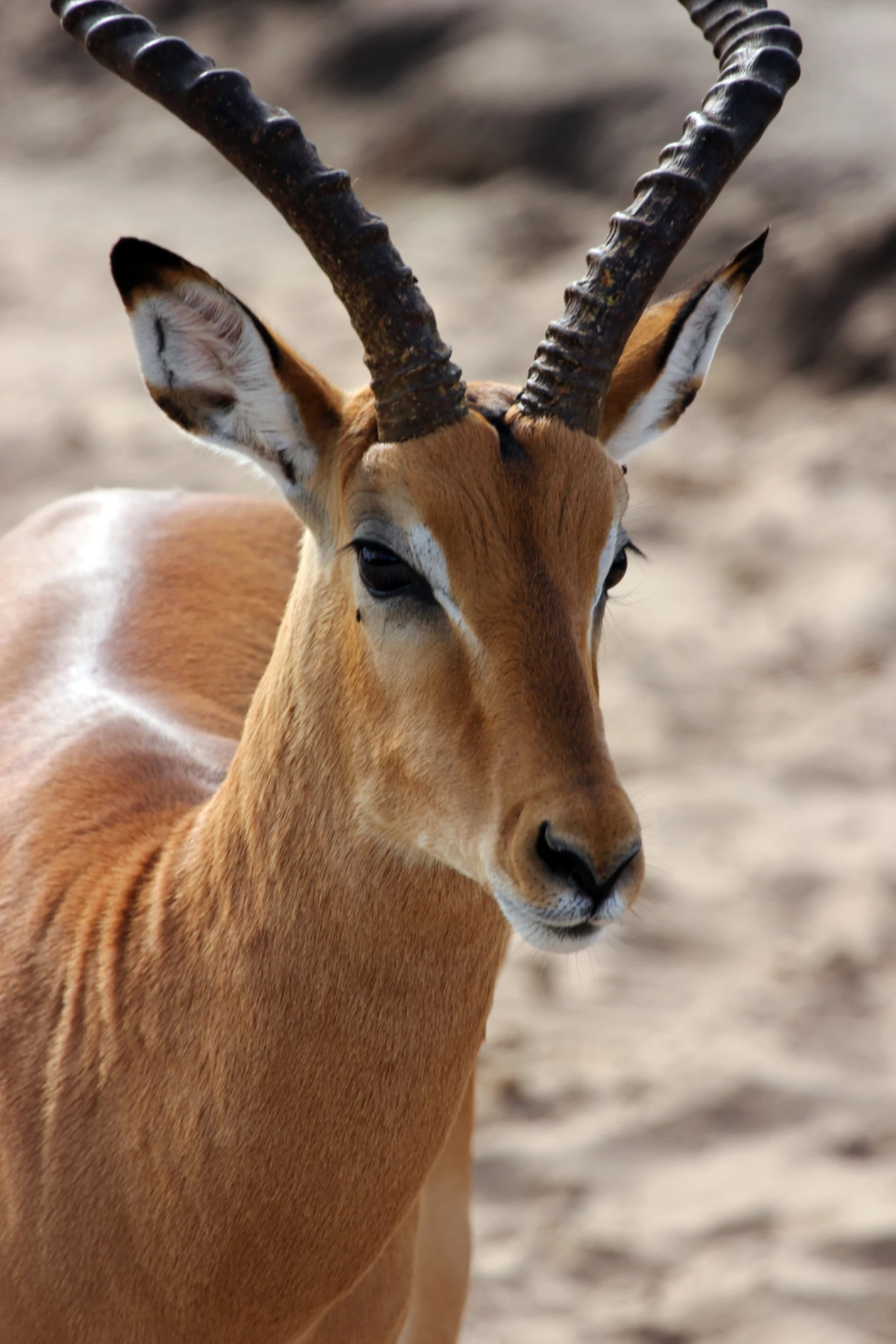 antilope chobe